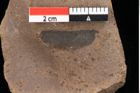 Foto (Detailansicht) von Pinus laricio Poiret (NHMW-GEO-2024-0188-0235)